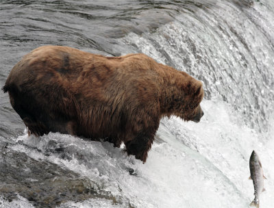 Bear at the falls watching salmon jump.jpg