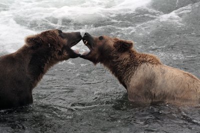 Two Bears Jawing.jpg