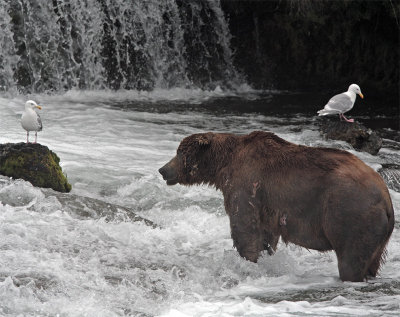 Bear at falls with gull bookends.jpg