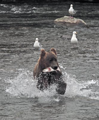 Bear runnning vertical.jpg