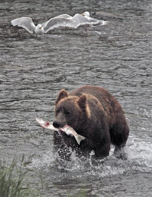 Bear running with salmon vertical 2.jpg