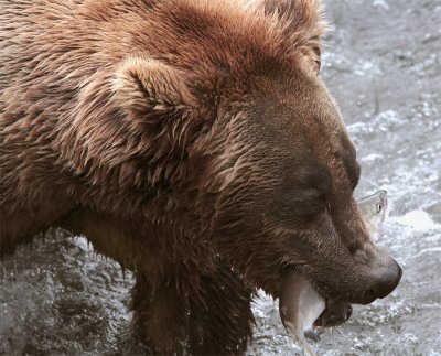 Bear with Salmon in mouth closeup.jpg