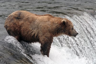 Bear at the falls watching.jpg