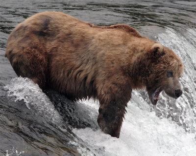 Bear at the falls with open mouth.jpg