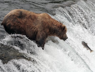 Bear on the falls watching salmon.jpg