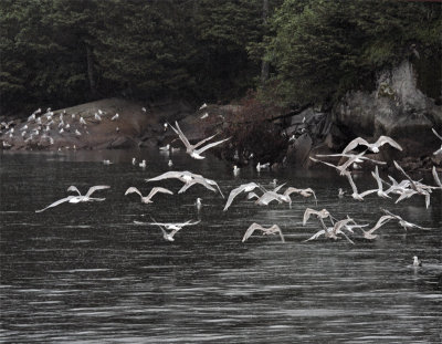 Flight of the Gulls.jpg