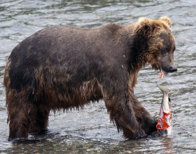 Bear Ripping up Salmon.jpg
