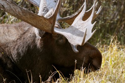 Bull Moose Laying Down Closeup.jpg