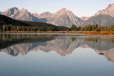 Moose Crossing Ox Bow Bend Wide.jpg