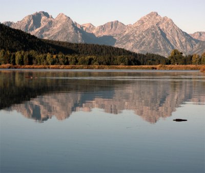 Moose Crossing Ox Bow Bend 3.jpg