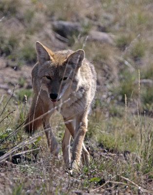 Coyote in Lamar Valley Coming toward camera.jpg