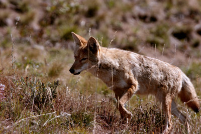 Coyote in Lamar Valley.jpg