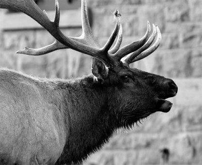 Elk at Mammoth Hot Springs Bugling Black and White.jpg