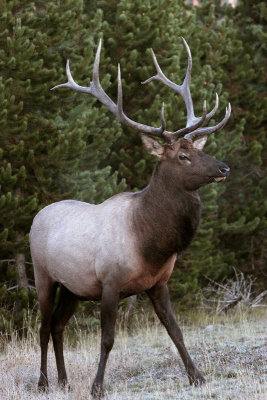 Elk in the trees.jpg