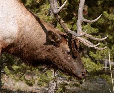 Bull Elk in the trees Close up.jpg