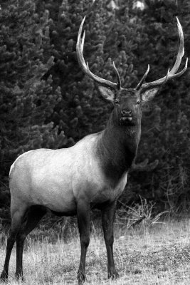 Bull Elk in the trees vertical side view black and white.jpg