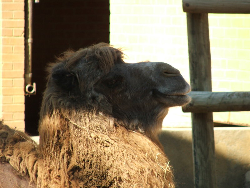 Dallas Zoo