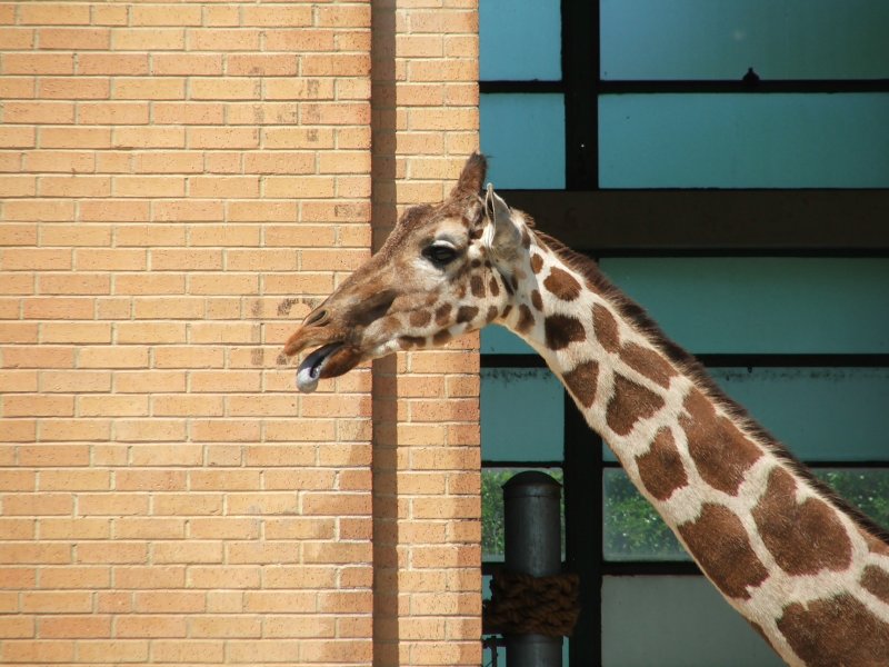 Dallas Zoo