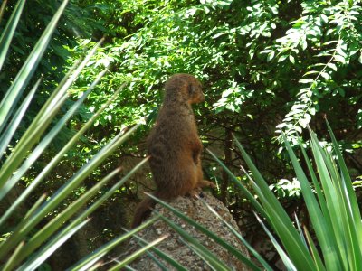 Dallas Zoo