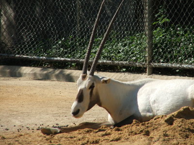 Dallas Zoo