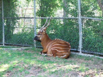 Dallas Zoo