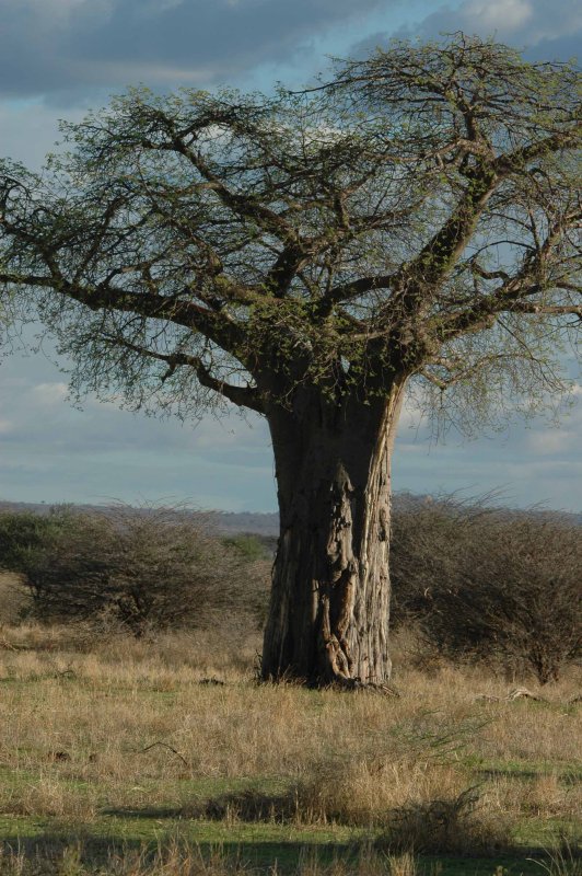 Boabob tree