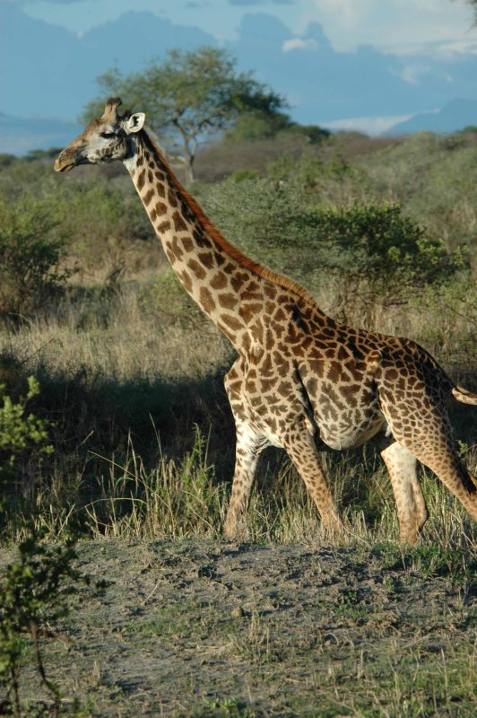 Pregnant giraffe