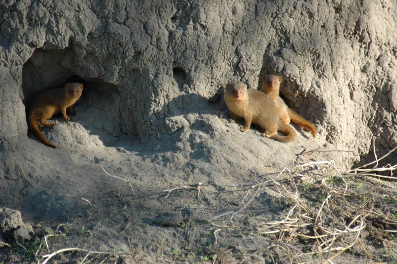 Golden mongoose ant hill home