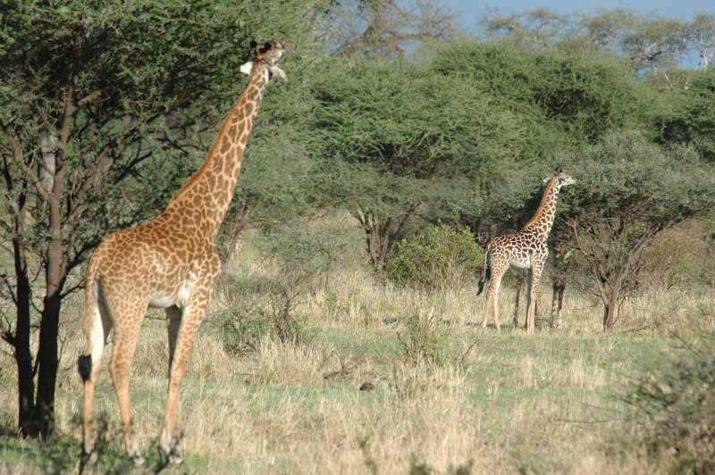 Feeding giraffe
