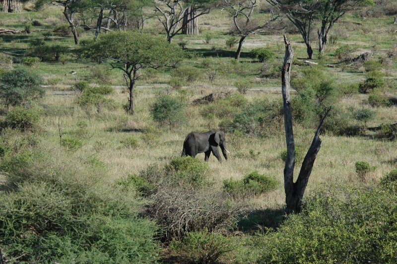 Elephants everywhere