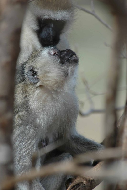 Grooming monkeys