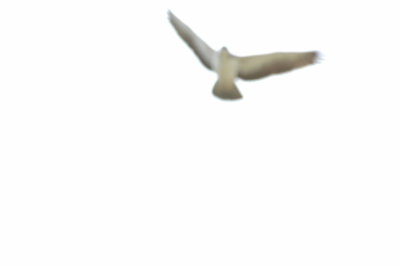 Hawk