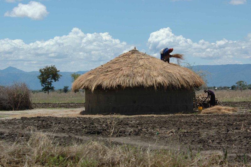 Thatching for the rainy season