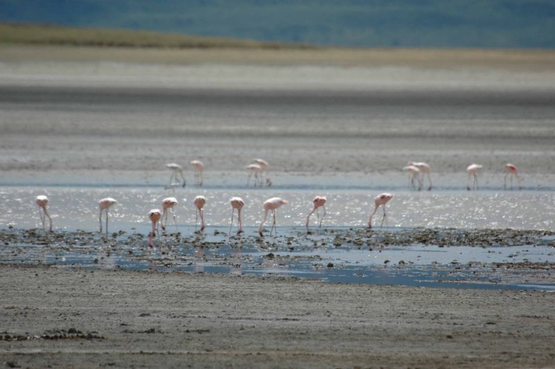 Flamingos