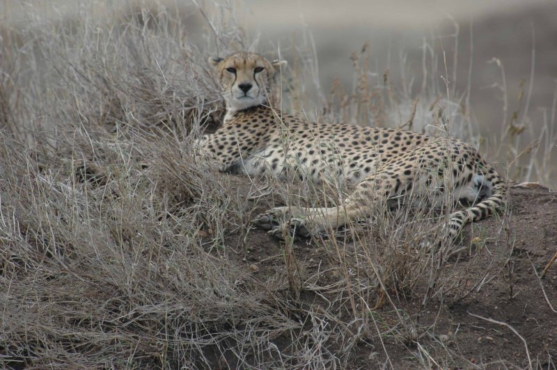 Cheetah