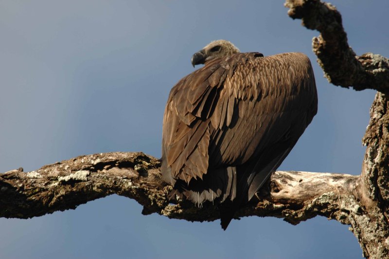 Vulture