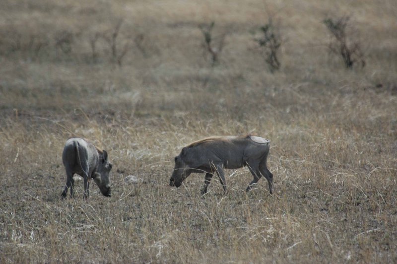 Wart hogs
