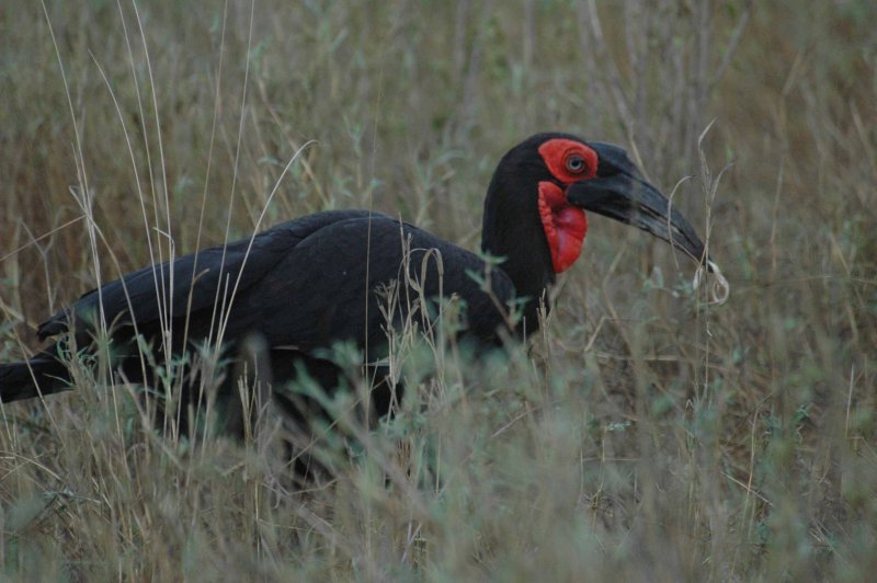 Black hornbill with snake kill