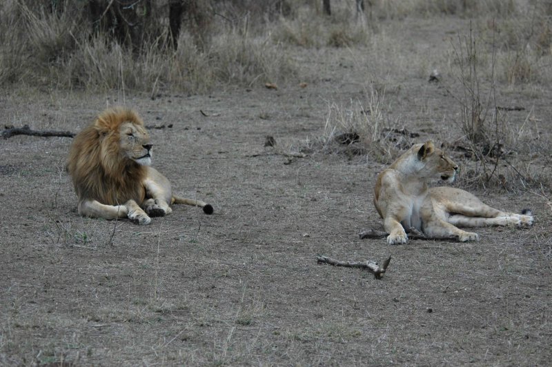 Lion couple