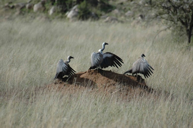 Vultures also waiting and warming wings