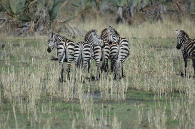 Zebras in the Great Riff valley