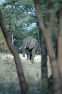 Old tusker solitary near the herd