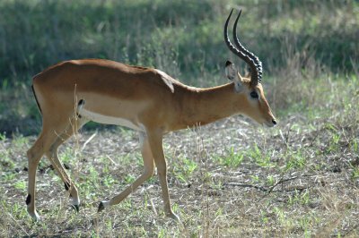Impala