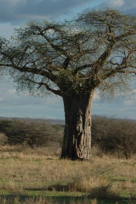 Boabob tree