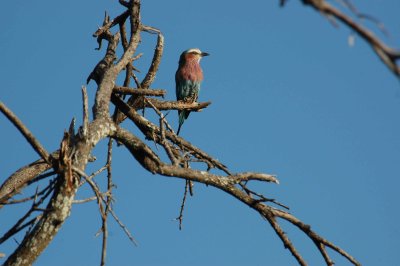 Spectacular sparrow
