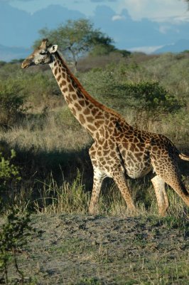 Pregnant giraffe