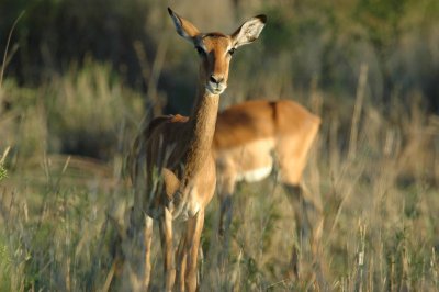 Female impala