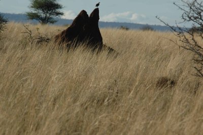 Ant hill perch