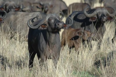 Cape buffalo sniffing for intruders