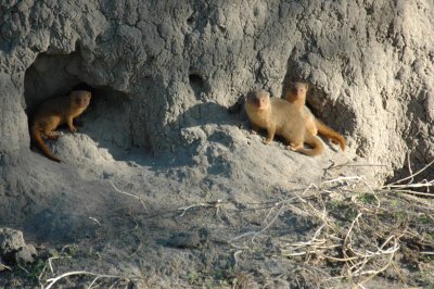 Golden mongoose ant hill home